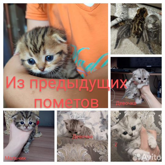 Шотландские котята