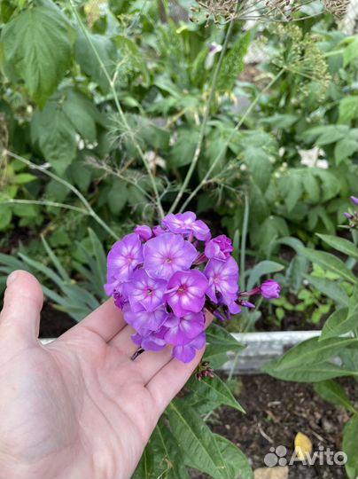 Флокс Успех