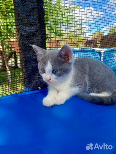 Кошечка в добрые руки