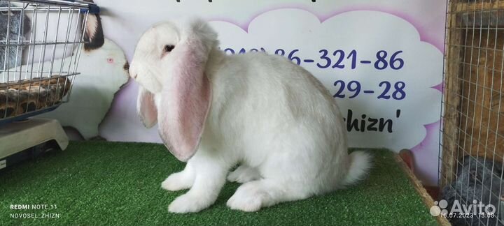 Кролики, мясо кролика(и копченое тож)