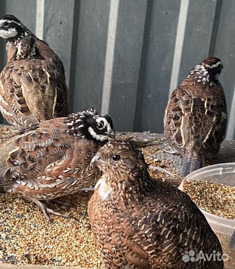 Виргинский перепел