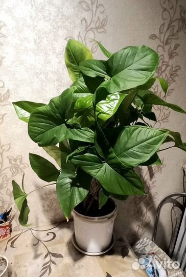 Комнатные цветы