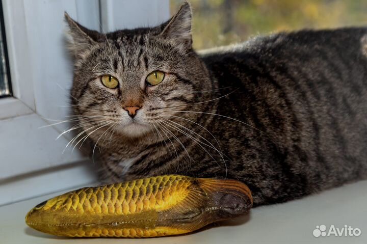 Кот Леопольд ищет дом