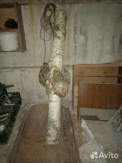 Кап (Сувель) Береза