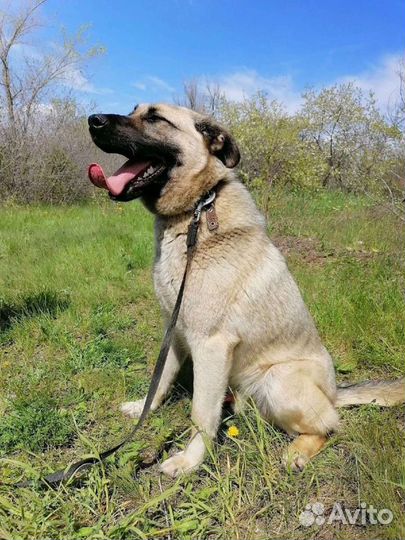 Собака Маасдам