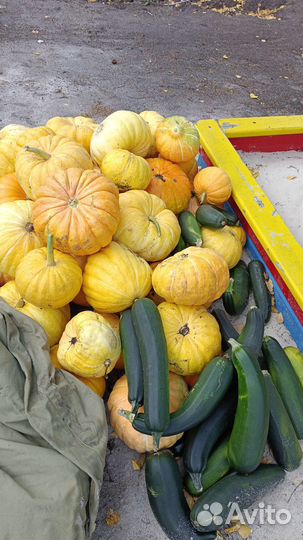 Тыква домашняя