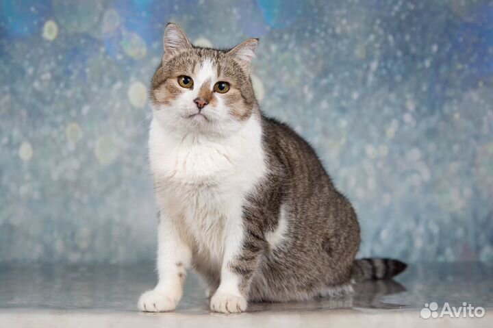 Кошечка Мурочка - круглая фигурочка