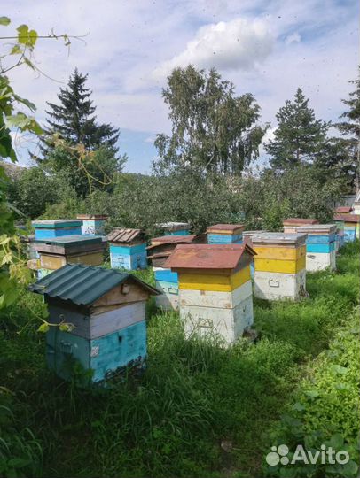 Алтайский мёд