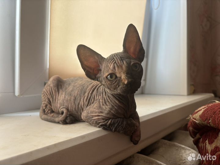 Черепашковая девочка канадский сфинкс