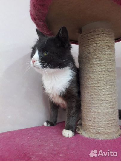 Очень ласковый и жизнерадостный котик Гриша