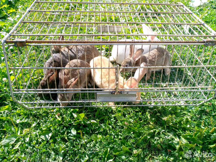 Кролики мясных пород