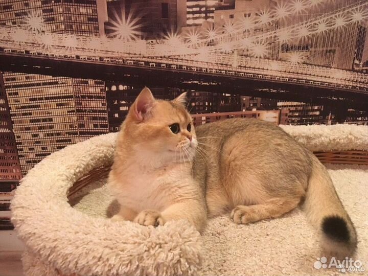 Клубный британец золотая шиншилла