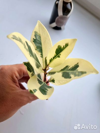 Фикус альбомаргината, гавайская