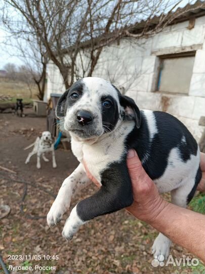 Долматинка