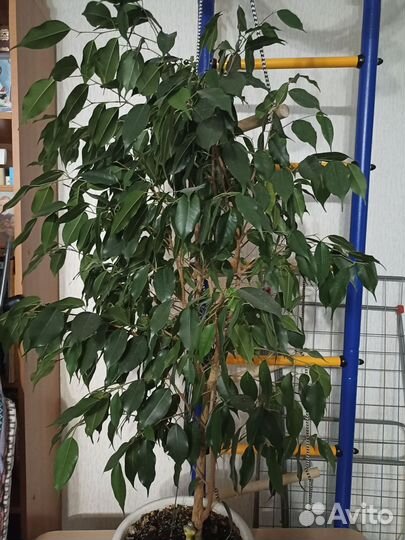 Фикус бенджамина