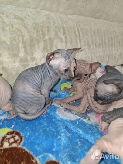 Канадский сфинкс