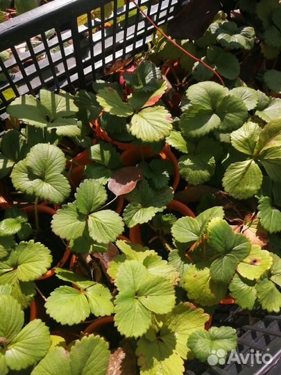 Саженцы клубники