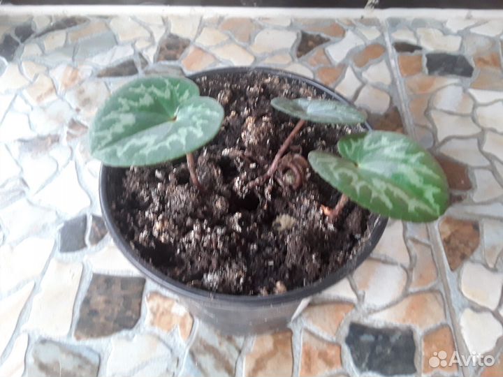 Детки альпийской фиалки