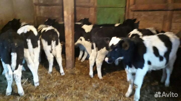 Телята Воронеж