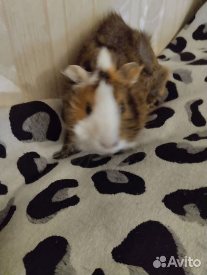 Морские свинки 1тр,за одну