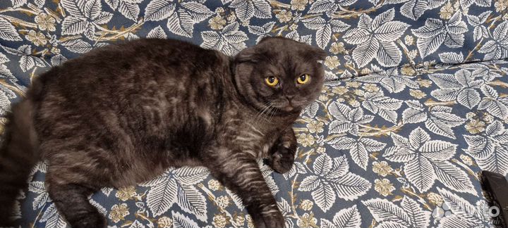 Шотландский кот ищет дом