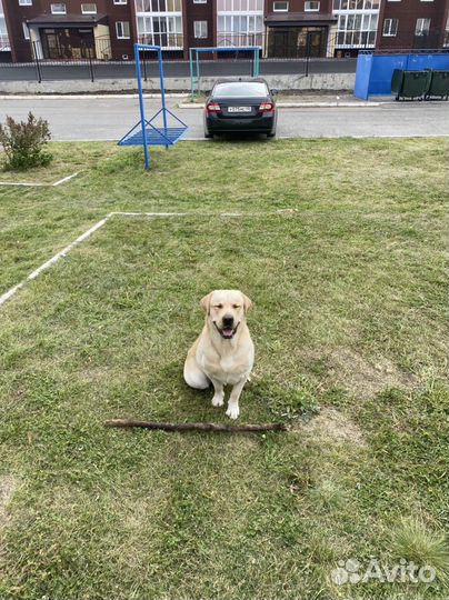 Отдам Лабрадора