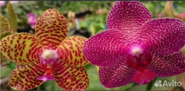 Орхидея фаленопсис Zheng Min Ziricote