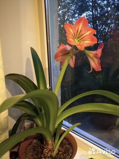 Комнатные цветы