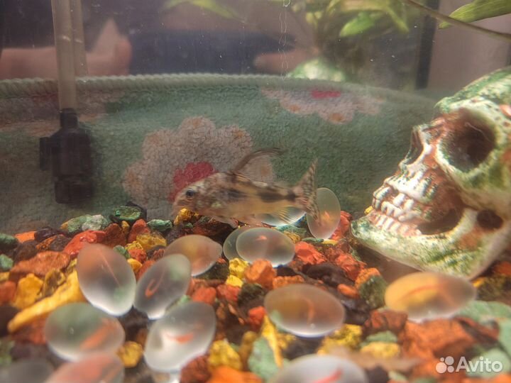 Аквариум 10л