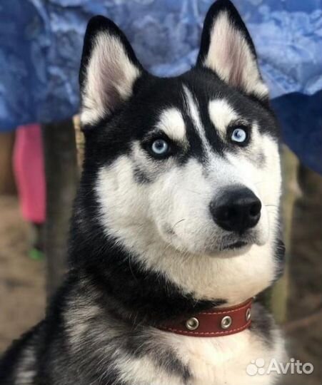 Ищем девочку