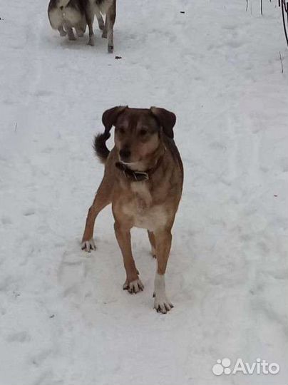 Собака в добрые руки