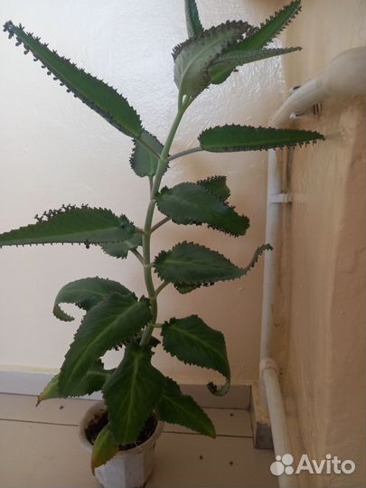 Каланхоэ в добрые руки