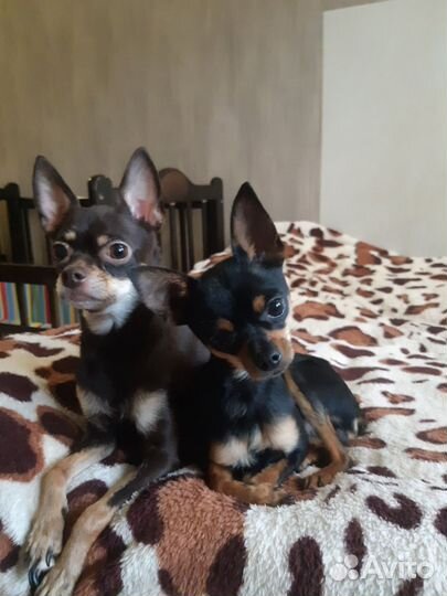 Той-терьер щенки