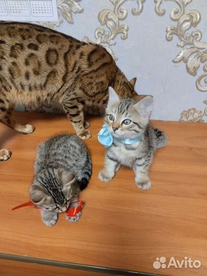 Котята бенгала