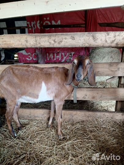 Коза нубийская