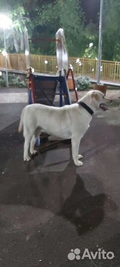 Кобель лабрадора вязка