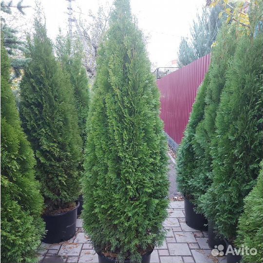 Туя Смарагд 1 метра и 2 метра