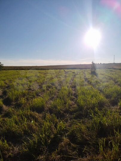 Участок 6 сот. (СНТ, ДНП)