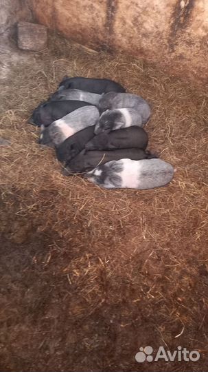 Поросята кармалы