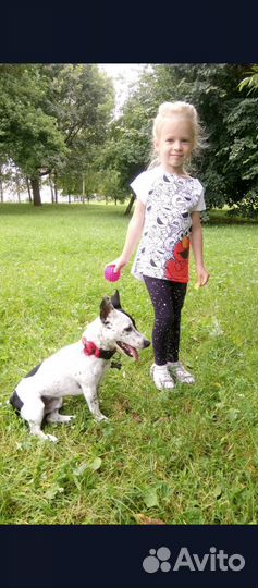 Собака напрокат