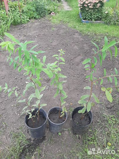 Спирея иволистная