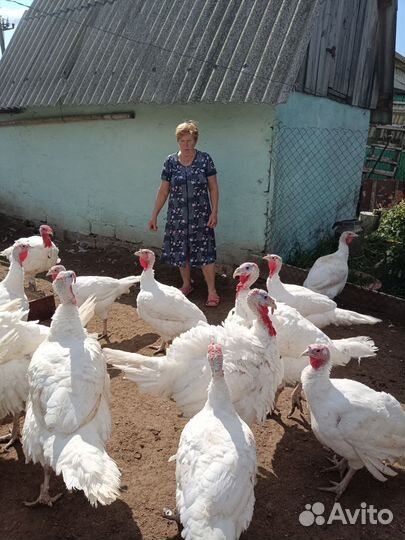 Мясо домашней индейки