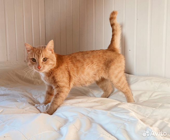 Рыжий молодой ласковый кот