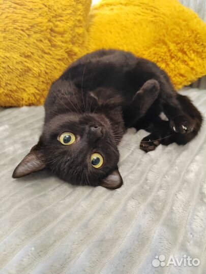 Кошка