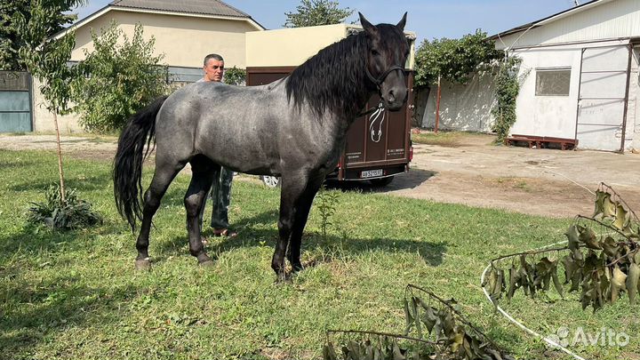 Продам лошадь