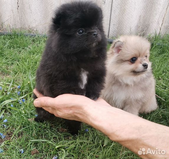 Померанский шпиц