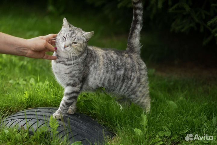 Кошка в добрые руки