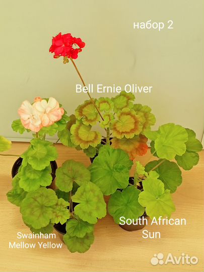 Пеларгония набор