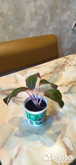 Продам Аглаонему Крит