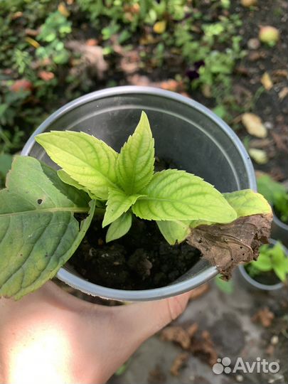 Гортензия крупнолистная черенки